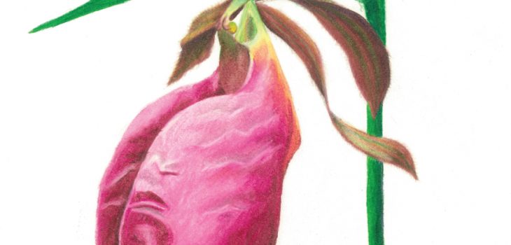pink aka stemless lady's slipper flower