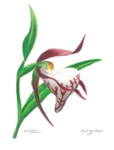 ram's head lady's slipper flower
