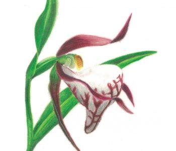 ram's head lady's slipper flower