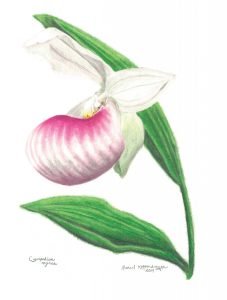 showy lady's slipper flower