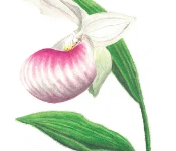 showy lady's slipper flower