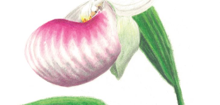 showy lady's slipper flower
