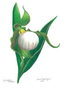 small white lady's slipper flower