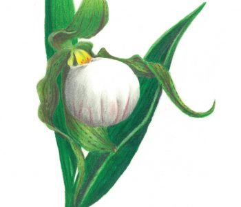 small white lady's slipper flower