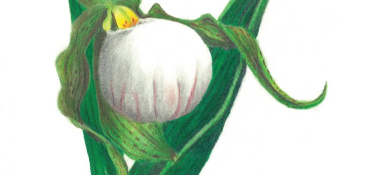 small white lady's slipper flower