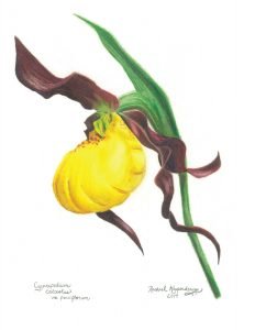 yellow lady's slipper flower
