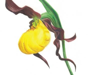 yellow lady's slipper flower