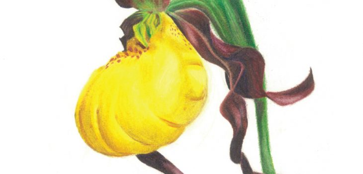 yellow lady's slipper flower