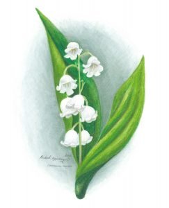 lily of the valley flowers