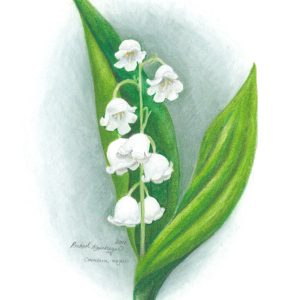lily of the valley flowers