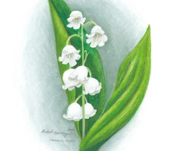 lily of the valley flowers