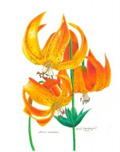 michigan lily flowers