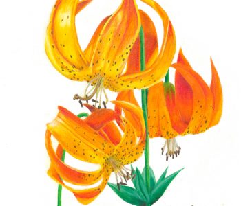 michigan lily flowers
