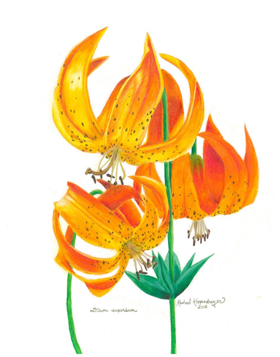 michigan lily flowers