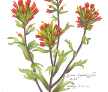 Indian Paintbrush flowers
