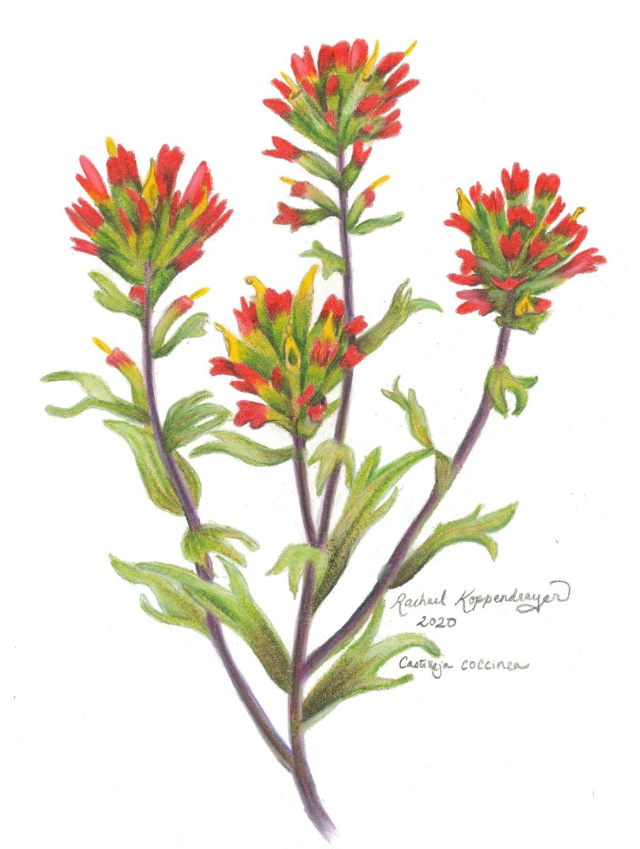 Indian Paintbrush flowers