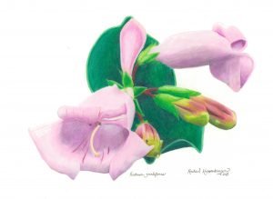 colored pencil drawing of penstemon flowers