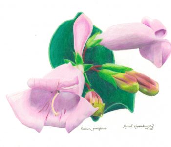 colored pencil drawing of penstemon flowers