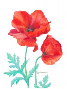 Red poppy flowers