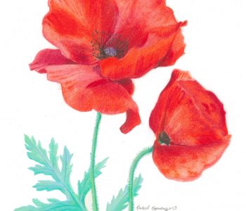 Red poppy flowers