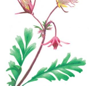 Prairie Smoke flowers