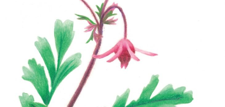Prairie Smoke flowers