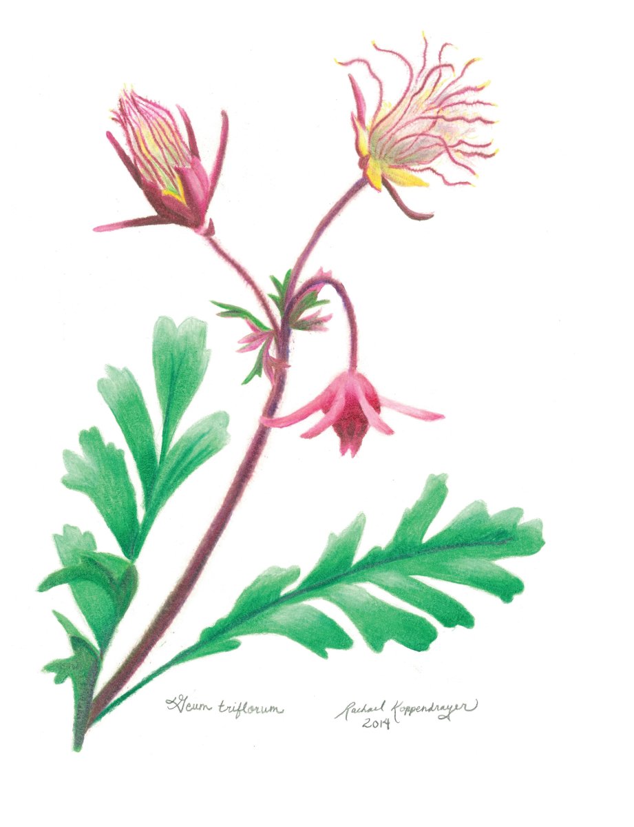 Prairie Smoke flowers