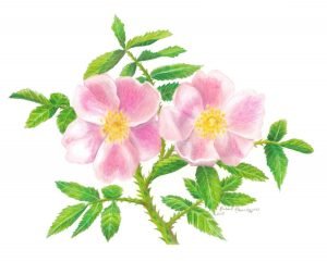 Wild prairie rose flowers