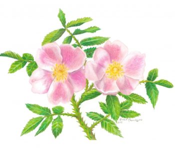 Wild prairie rose flowers