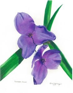 pair of tradescantia spiderwort flowers