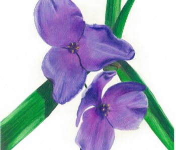 pair of tradescantia spiderwort flowers