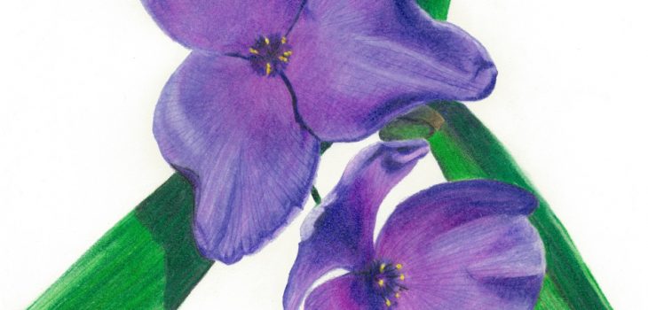 pair of tradescantia spiderwort flowers