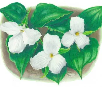 Large-Flowered Trillium flowers