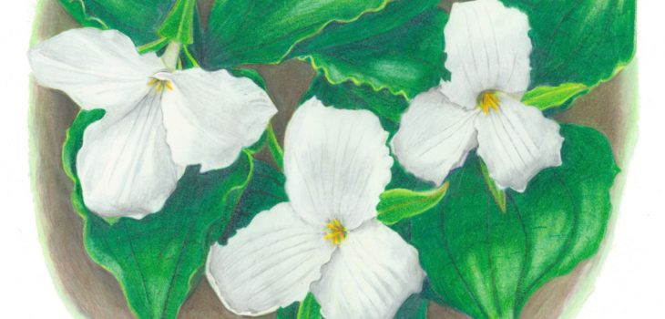 Large-Flowered Trillium flowers