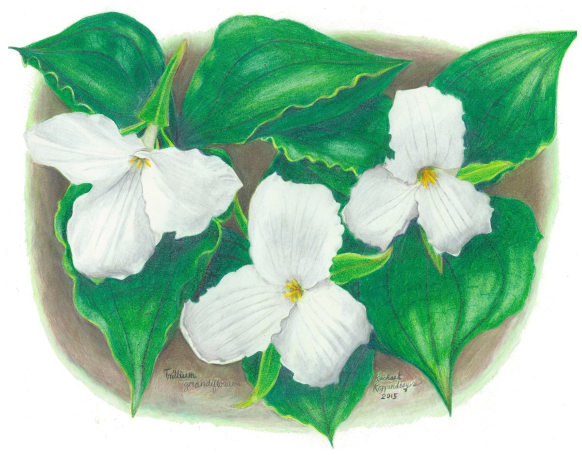 Large-Flowered Trillium flowers
