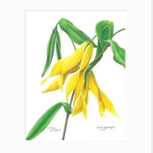 Large-Flowered Bellwort Giclée Print