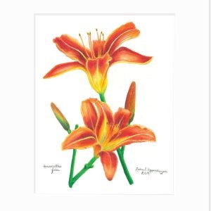 Daylily Giclée Print
