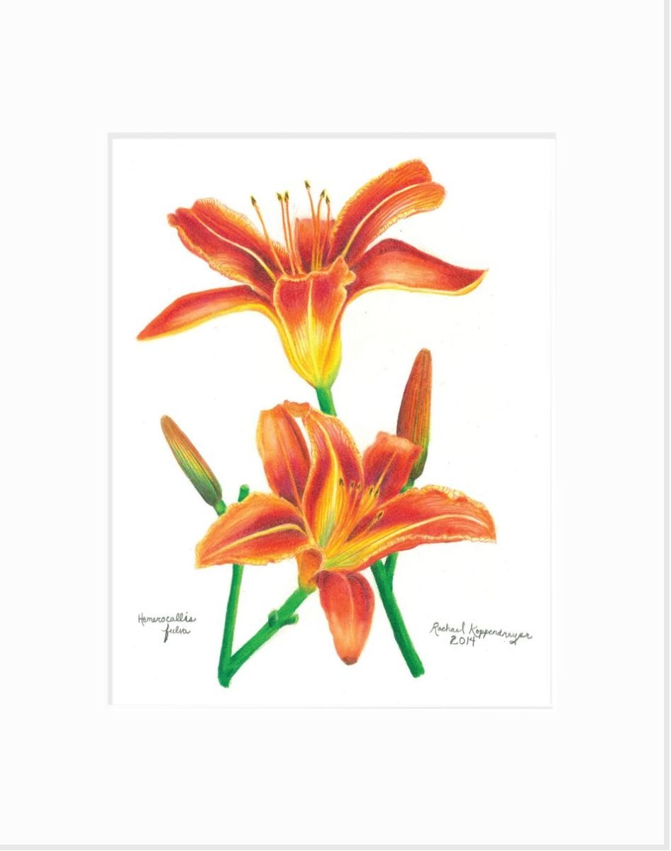 Daylily Giclée Print