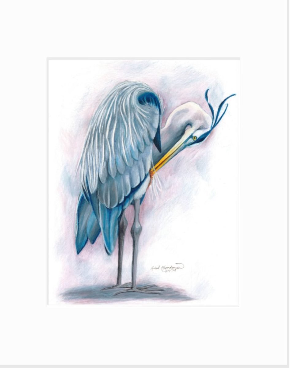 Great Blue Heron: Preening Giclée Print