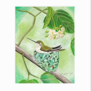 Ruby-Throated Hummingbird: Nesting Giclée Print