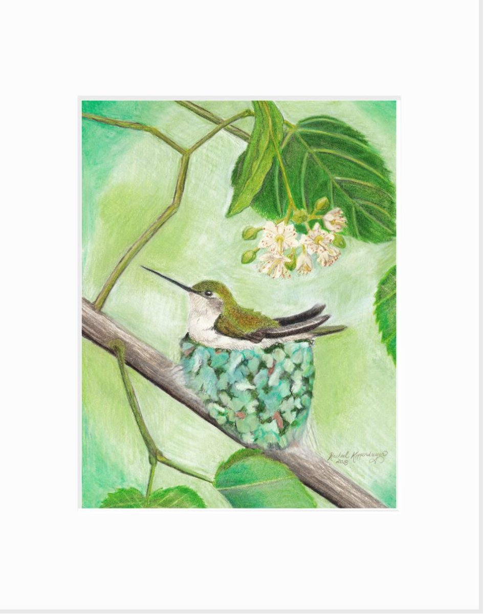 Ruby-Throated Hummingbird: Nesting Giclée Print