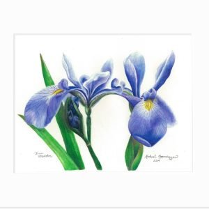Blue Flag Giclée Print