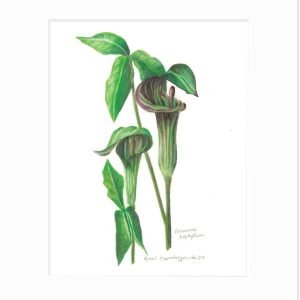Jack-in-the-Pulpit Giclée Print