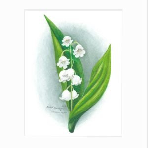Lily of the Valley Giclée Print