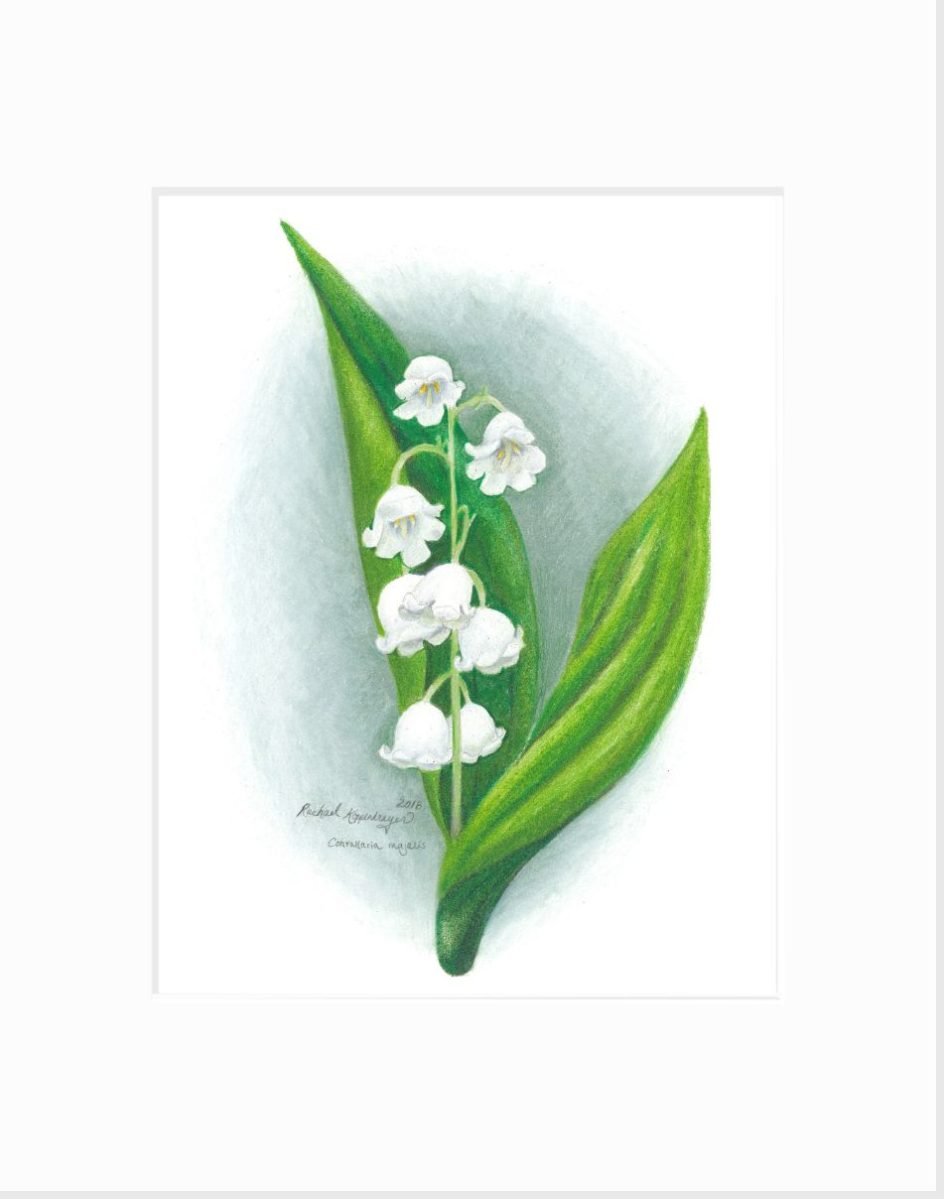 Lily of the Valley Giclée Print