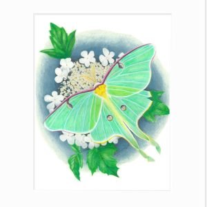 Luna Moth Giclée Print