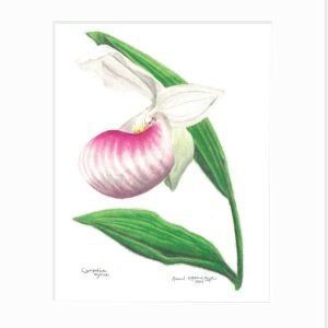 Showy Lady's Slipper Giclée Print
