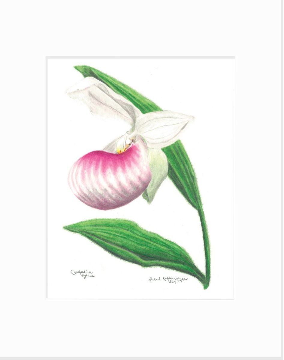 Showy Lady's Slipper Giclée Print