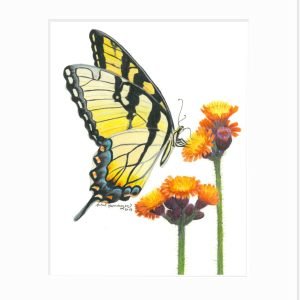 Tiger Swallowtail Giclée Print