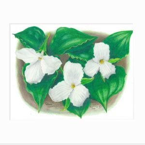 Large-Flowered Trillium Giclée Print